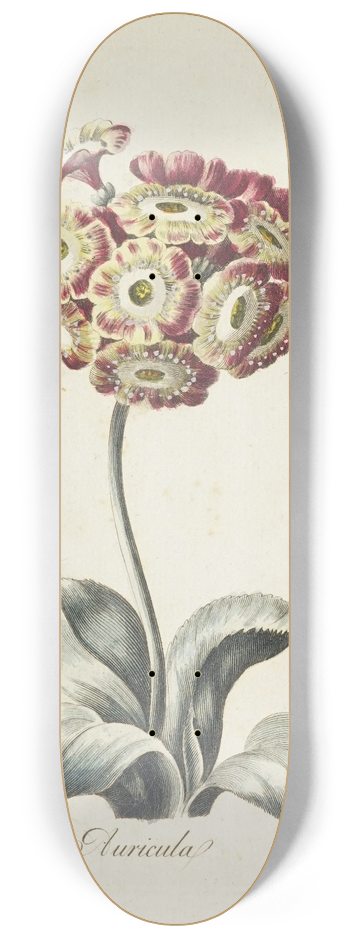 Carington Bowles - Auricula 8.25 inch art skate deck