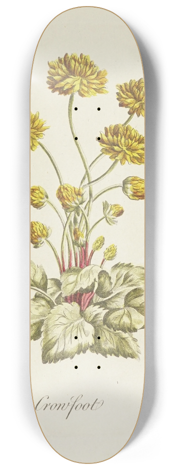 Carington Bowles - Crowfoot 8.25 inch art skate deck