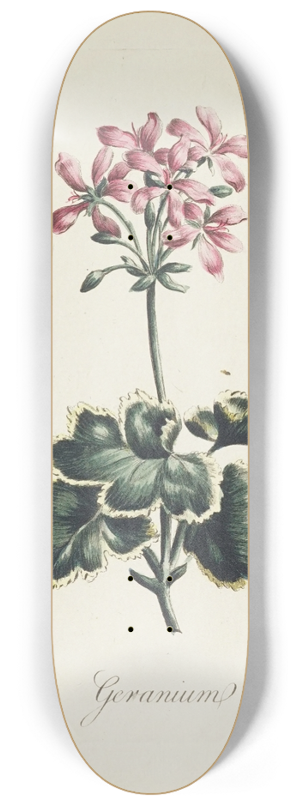 Carington Bowles - Geranium 8.25 inch art skate deck
