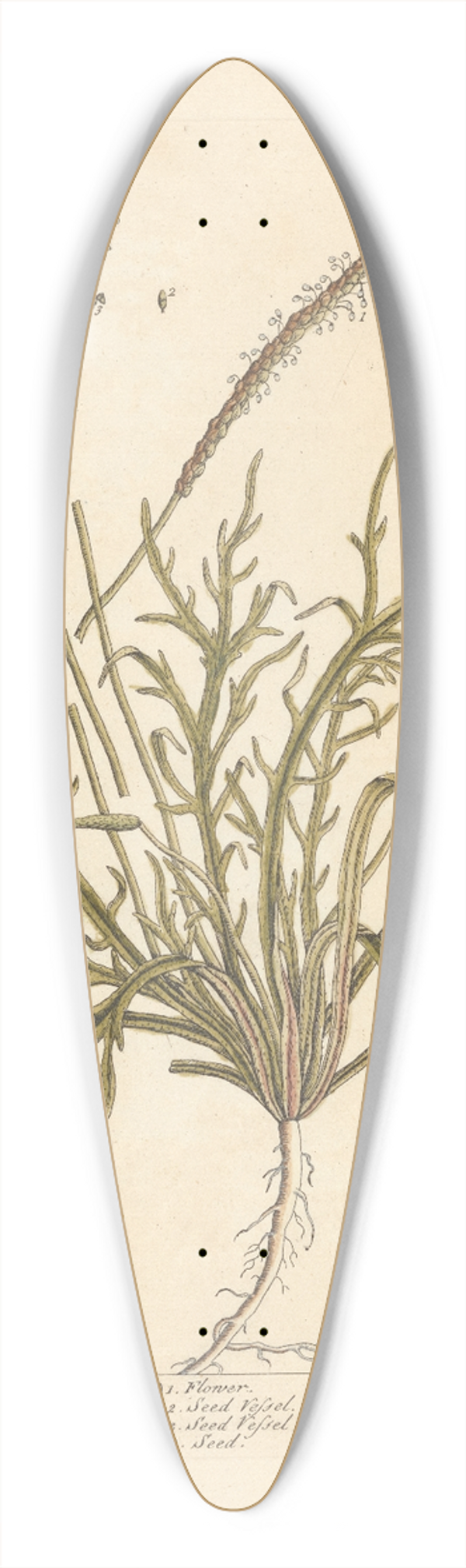 Elizabeth Blackwell - Bucks-horn plantain 39.3 inch art pintail longboard deck