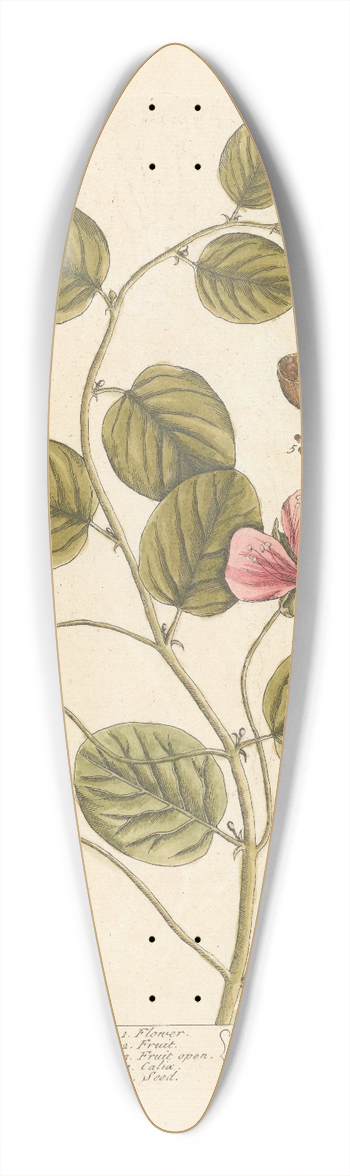 Elizabeth Blackwell - Caper 39.3 inch art pintail longboard deck
