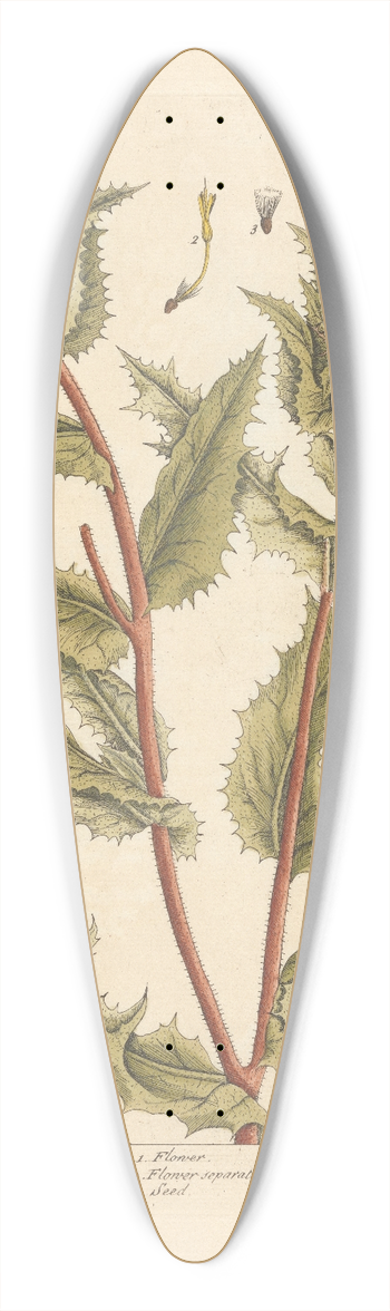 Elizabeth Blackwell - Carduus or the blessed thistle 39.3 inch art pintail longboard deck