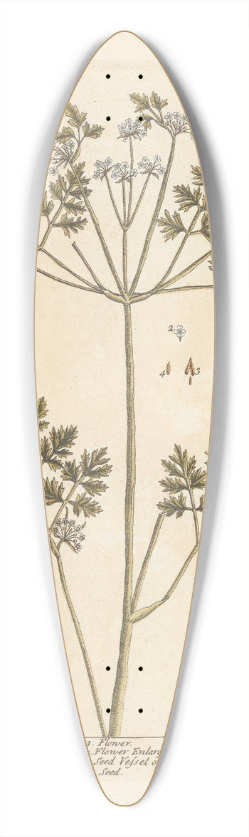 Elizabeth Blackwell - Chervil 39.3 inch art pintail longboard deck