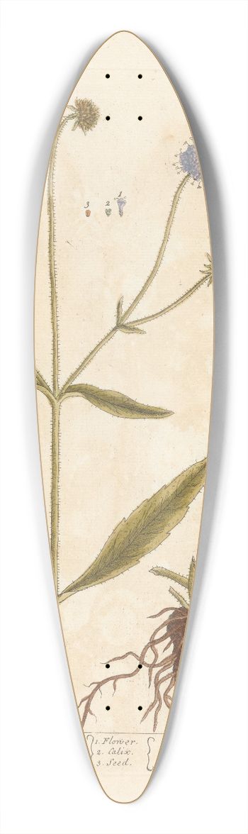 Elizabeth Blackwell - Devils bit, or smooth succisa 39.3 inch art pintail longboard deck