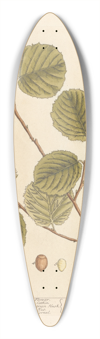 Elizabeth Blackwell - Hazel nut 39.3 inch art pintail longboard deck