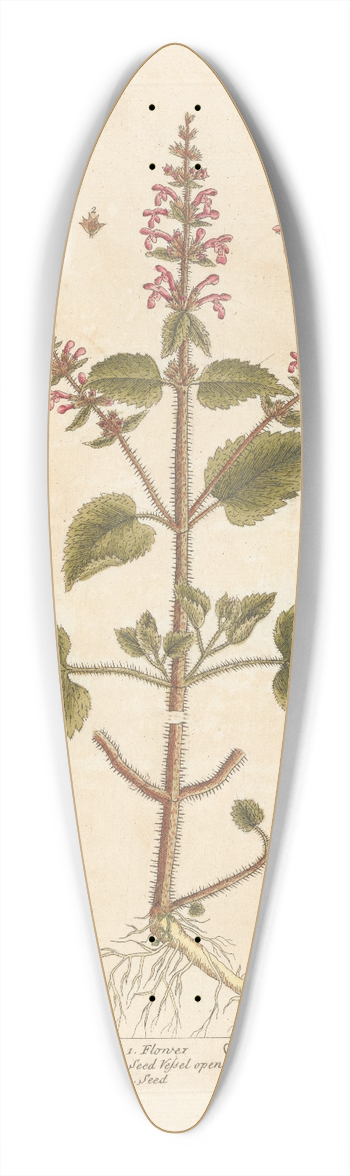 Elizabeth Blackwell - Hedge nettle 39.3 inch art pintail longboard deck
