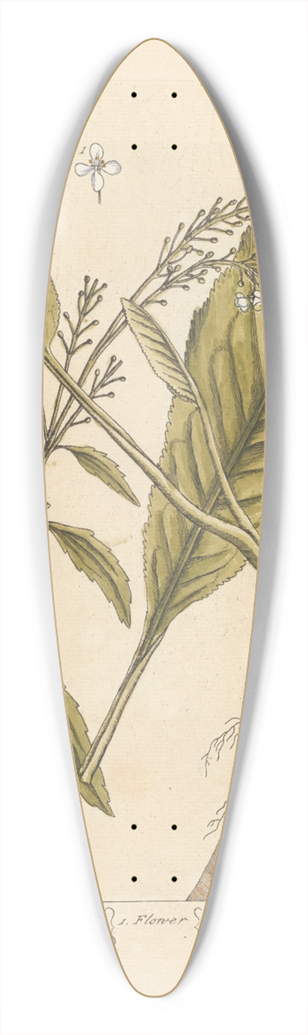Elizabeth Blackwell - Horse radish 39.3 inch art pintail longboard deck