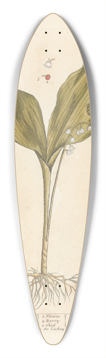 Elizabeth Blackwell - Lillies of the valley 39.3 inch art pintail longboard deck