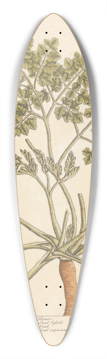Elizabeth Blackwell - Macedonian parsley 39.3 inch art pintail longboard deck