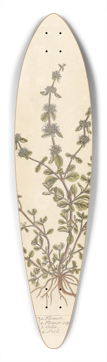 Elizabeth Blackwell - Penny royal 39.3 inch art pintail longboard deck