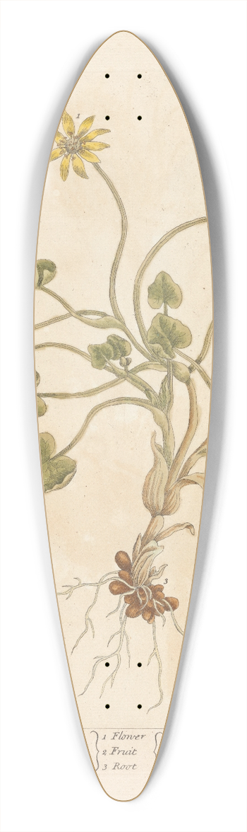 Elizabeth Blackwell - Pile-wort 39.3 inch art pintail longboard deck