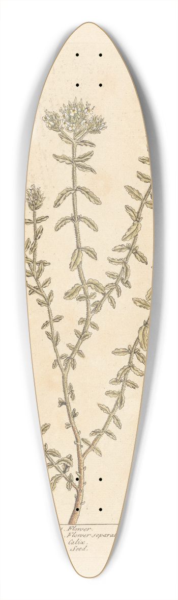 Elizabeth Blackwell - Poley mountain 39.3 inch art pintail longboard deck