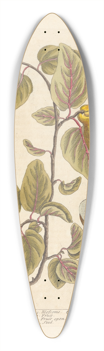 Elizabeth Blackwell - Quinces 39.3 inch art pintail longboard deck