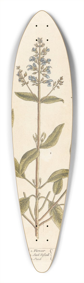 Elizabeth Blackwell - Sage of vertue 39.3 inch art pintail longboard deck