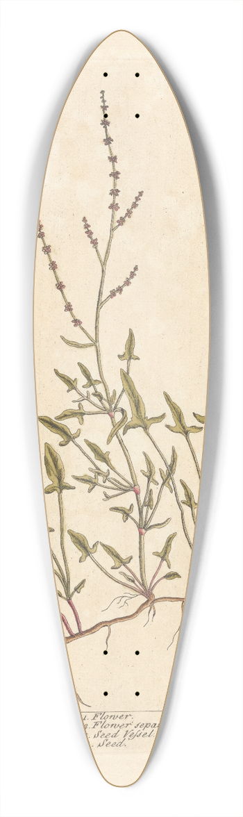 Elizabeth Blackwell - Sheeps sorrel 39.3 inch art pintail longboard deck