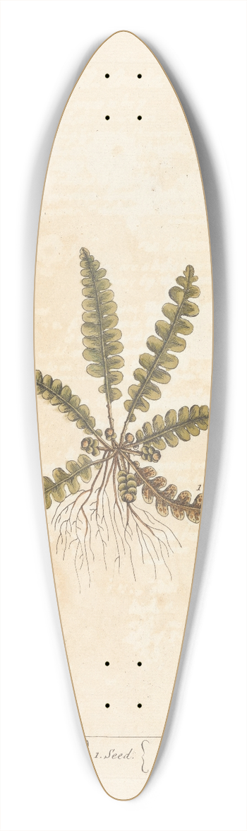 Elizabeth Blackwell - Spleen wort 39.3 inch art pintail longboard deck