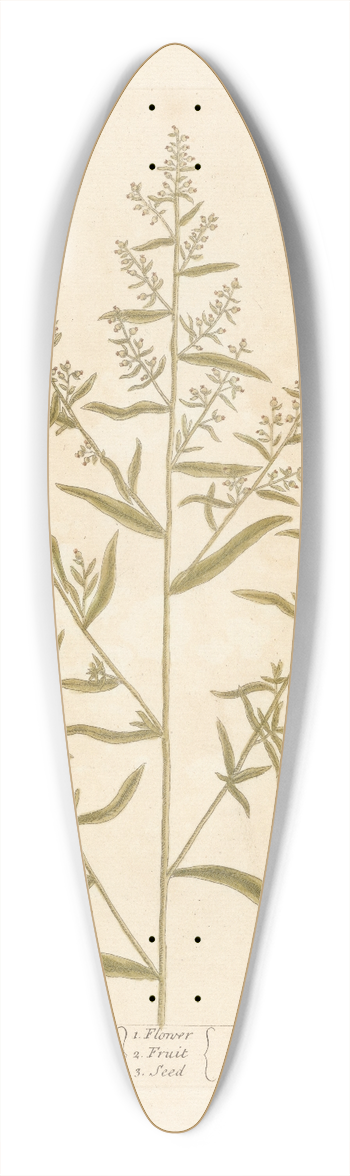Elizabeth Blackwell - Tarragon 39.3 inch art pintail longboard deck