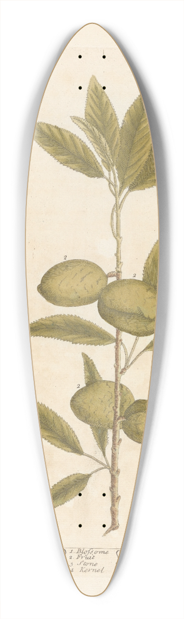 Elizabeth Blackwell - The almond tree 39.3 inch art pintail longboard deck