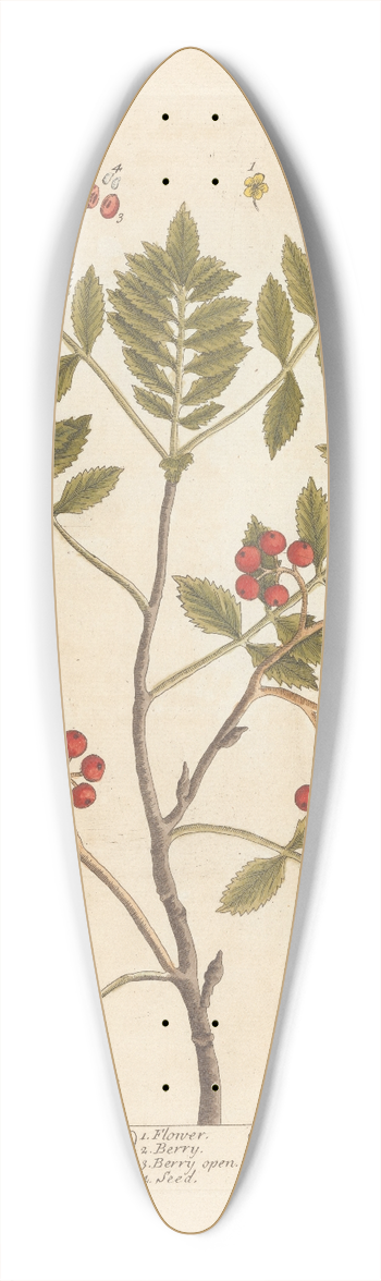 Elizabeth Blackwell - The common service tree 39.3 inch art pintail longboard deck
