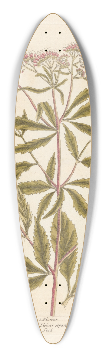 Elizabeth Blackwell - The eupatorium of avicenna 39.3 inch art pintail longboard deck