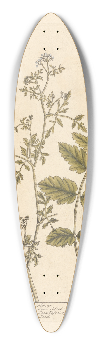 Elizabeth Blackwell - The German amomum 39.3 inch art pintail longboard deck