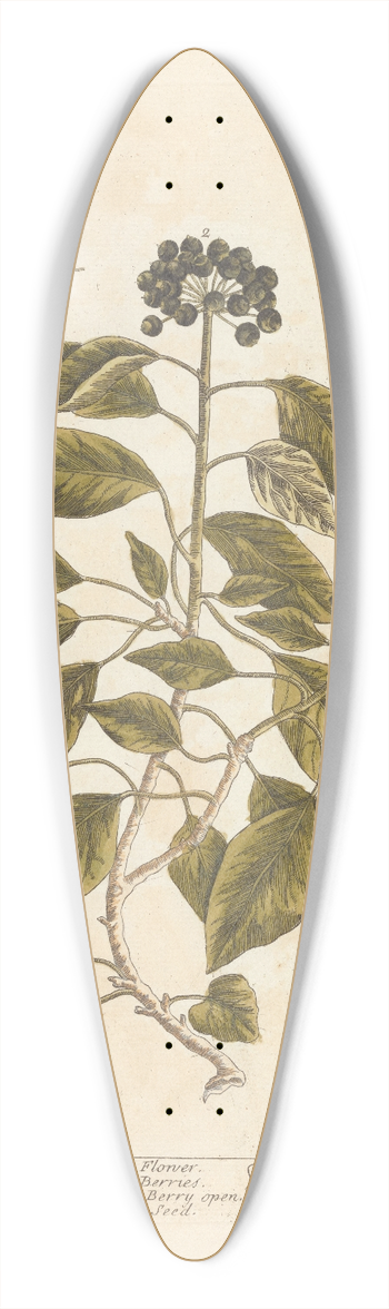 Elizabeth Blackwell - The ivy tree 39.3 inch art pintail longboard deck