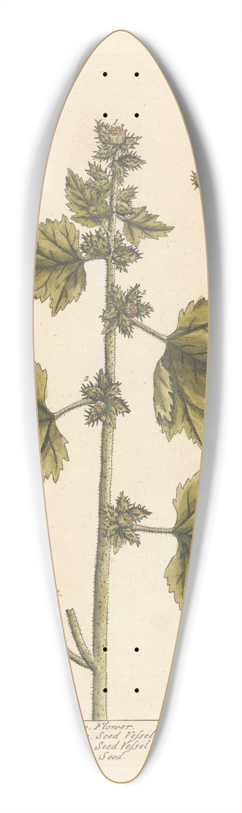 Elizabeth Blackwell - The lesser burdock 39.3 inch art pintail longboard deck