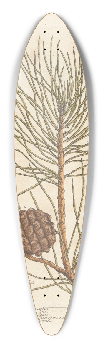 Elizabeth Blackwell - The pine tree, or manurd pine 39.3 inch art pintail longboard deck