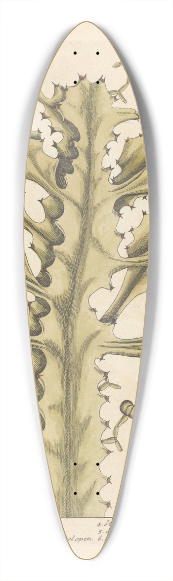 Elizabeth Blackwell - The true euphorbium 39.3 inch art pintail longboard deck