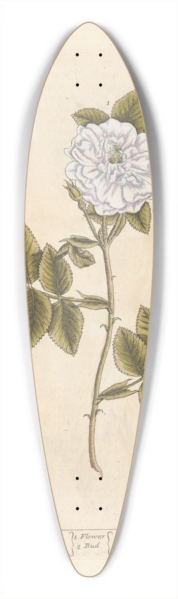 Elizabeth Blackwell - The white rose 39.3 inch art pintail longboard deck