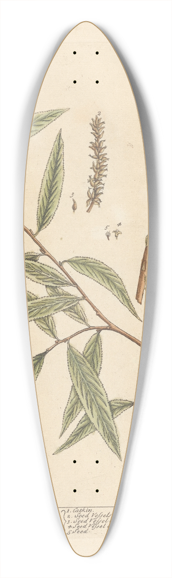 Elizabeth Blackwell - The willow 39.3 inch art pintail longboard deck