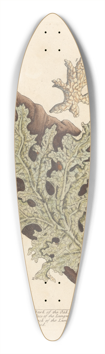 Elizabeth Blackwell - Tree lungwort 39.3 inch art pintail longboard deck