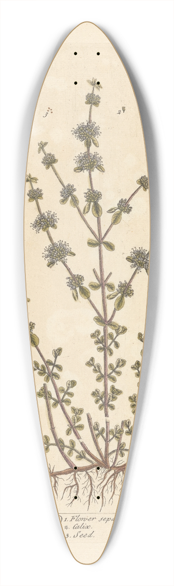 Elizabeth Blackwell - Upright penny royal 39.3 inch art pintail longboard deck
