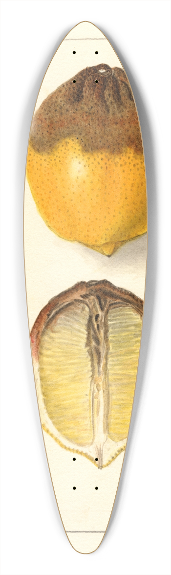 Ellen Isham Schutt - Citrus limon 39.3 inch art pintail longboard deck