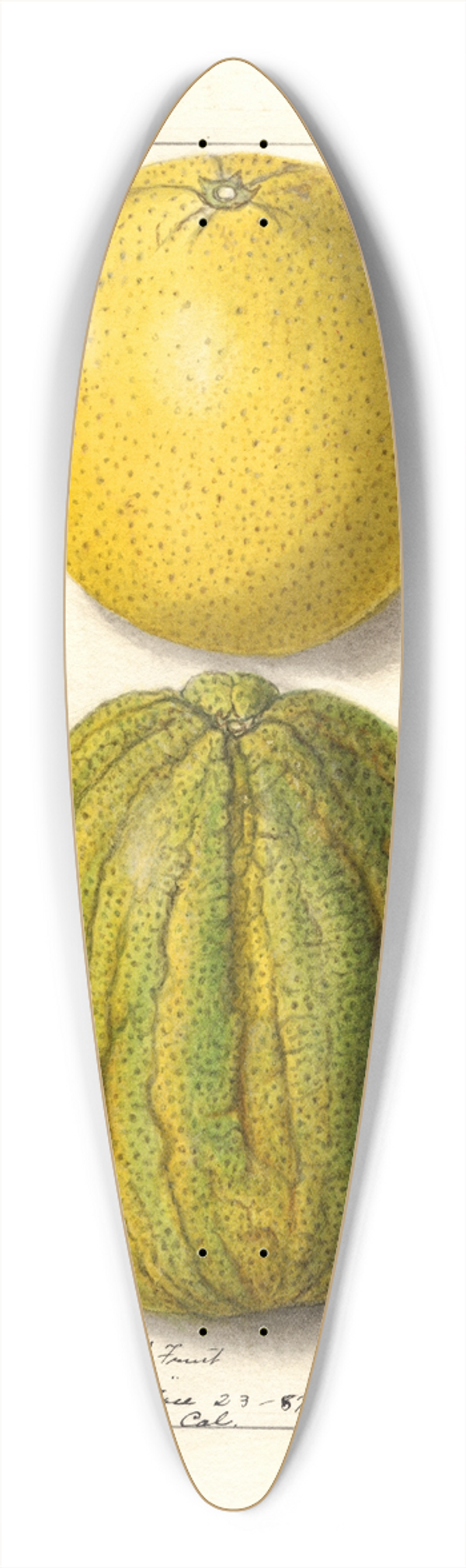 Ellen Isham Schutt - Citrus sinensis: Valencia 39.3 inch art pintail longboard deck
