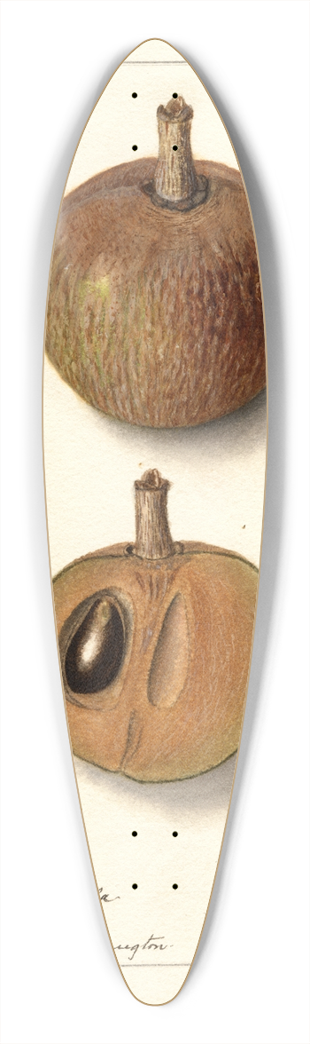 Ellen Isham Schutt - Manilkara zapota: No 39.3 inch art pintail longboard deck