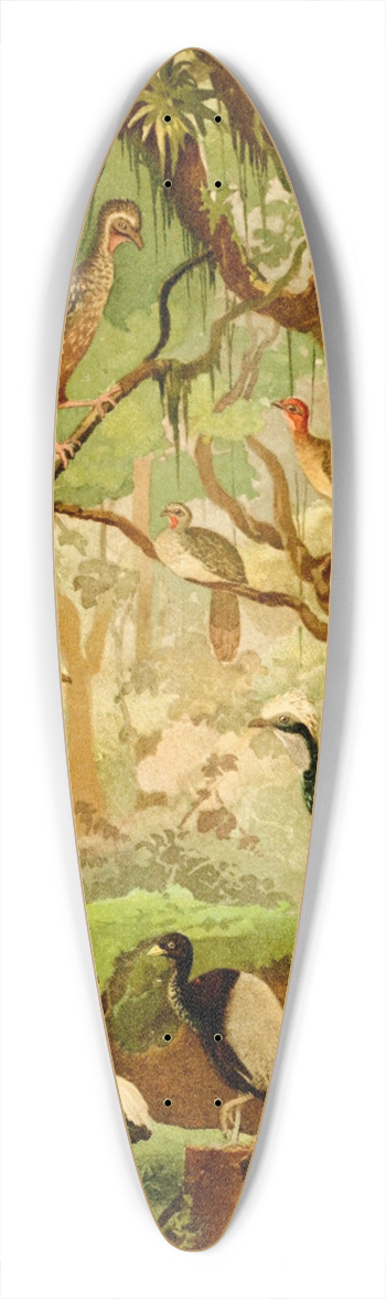 Emil August Gldi - Cujubi, Jacs, Aracus, Jacamns 39.3 inch art pintail longboard deck