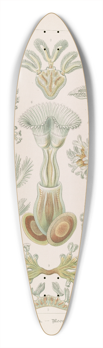 Ernst Haeckel - Bryozoa.  Moostiere 39.3 inch art pintail longboard deck