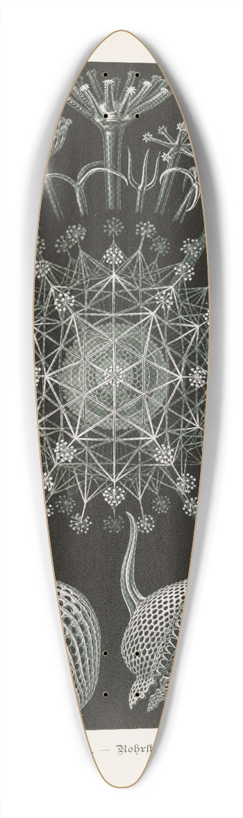 Ernst Haeckel - Phaeodaria.  Rohrstrahlinge 2 39.3 inch art pintail longboard deck