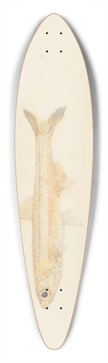 Frank Edward Clarke - Engraulis australis (Tas) : Anchovy 39.3 inch art pintail longboard deck