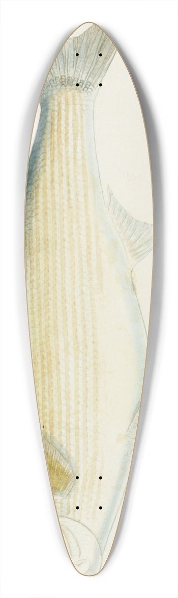 Frank Edward Clarke - Myxus elongatus (Tas) : Sand mullet 39.3 inch art pintail longboard deck