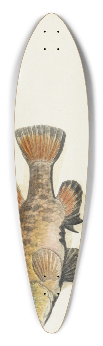 Frank Edward Clarke - Nannoperca australis (Tas) : Eel 39.3 inch art pintail longboard deck