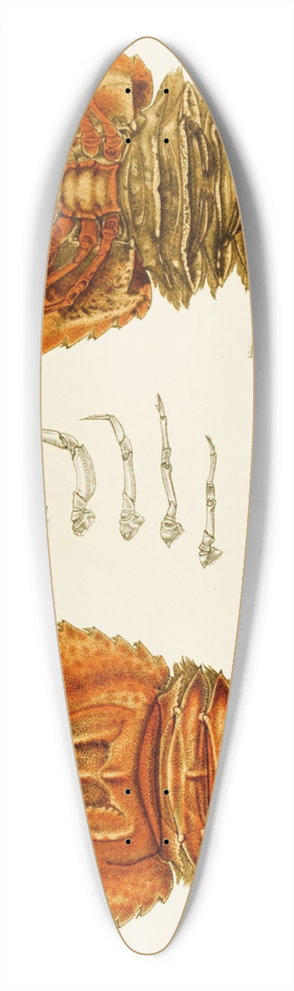 Frederick McCoy - Crustacea V 39.3 inch art pintail longboard deck