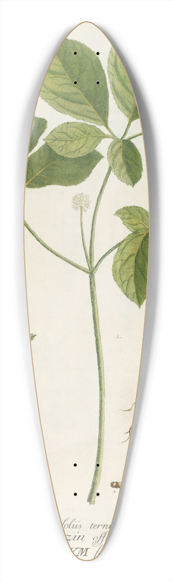 Georg Dionysius Ehret - Araliastrum 39.3 inch art pintail longboard deck