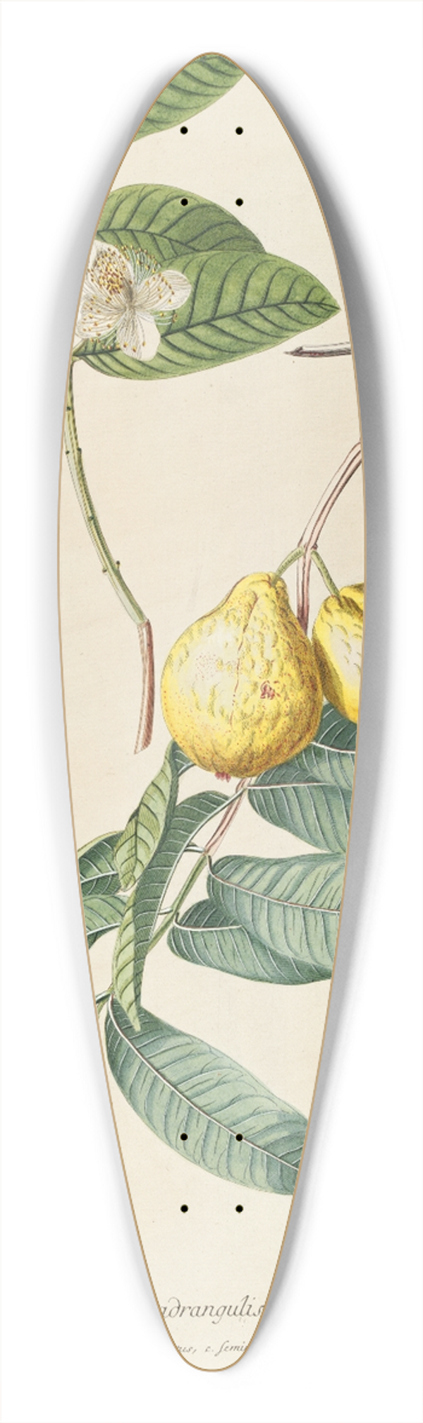 Georg Dionysius Ehret - Guaiaba 39.3 inch art pintail longboard deck