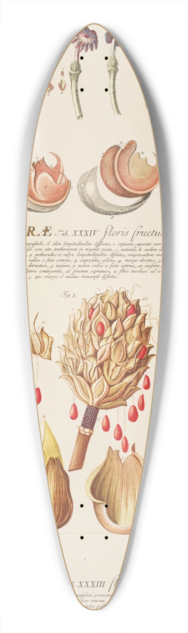 Georg Dionysius Ehret - Hurae Magnoliae 39.3 inch art pintail longboard deck