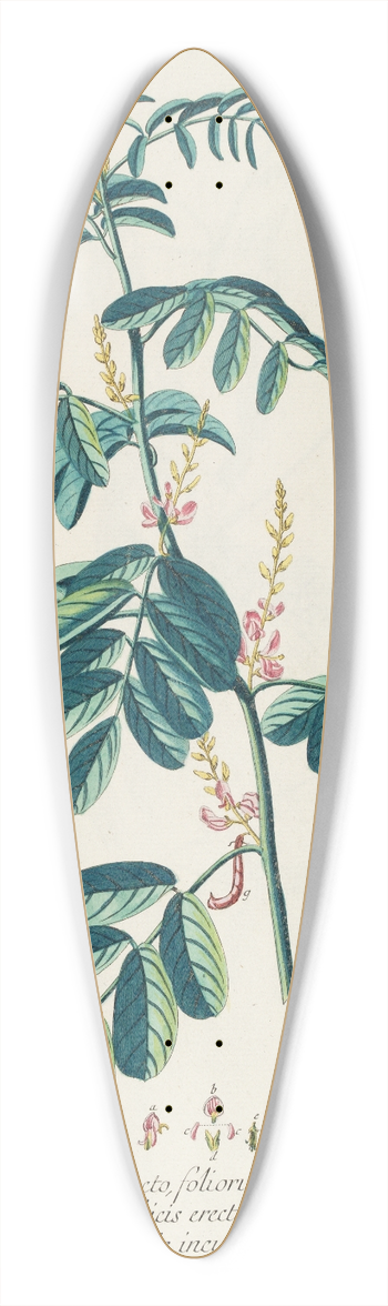 Georg Dionysius Ehret - Indigofera II 39.3 inch art pintail longboard deck