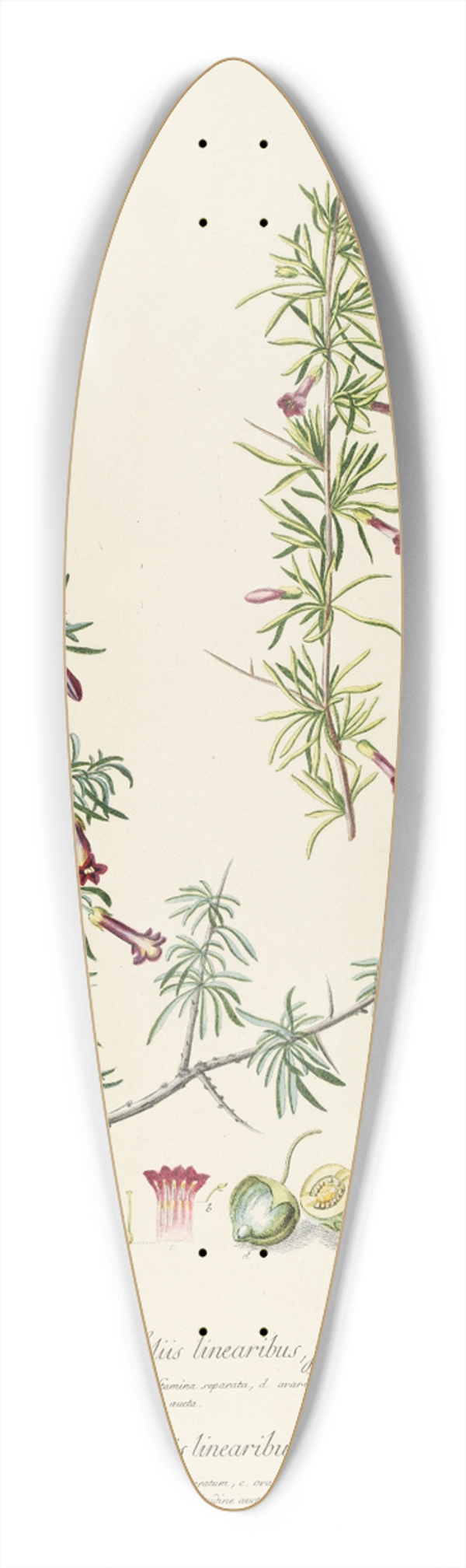 Georg Dionysius Ehret - Lycium 39.3 inch art pintail longboard deck