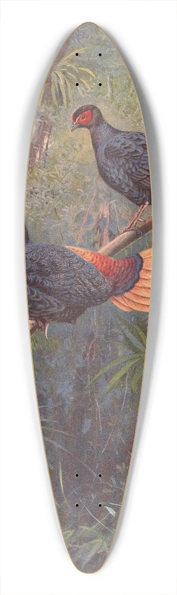George Edward Lodge - Malayan Crestless Fireback 39.3 inch art pintail longboard deck