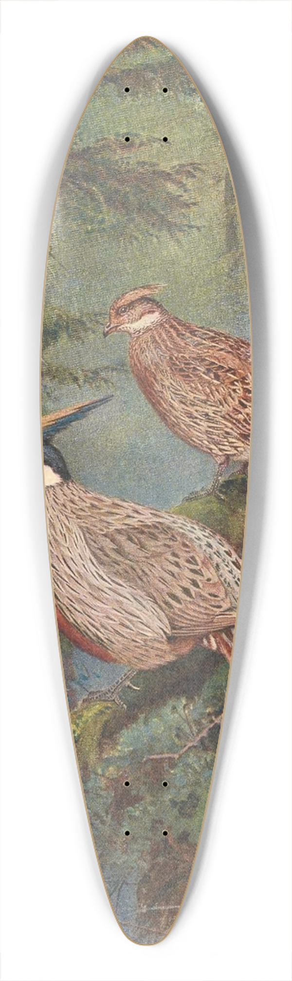 George Edward Lodge - The Common Koklass Pheasant 39.3 inch art pintail longboard deck
